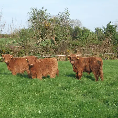 Glendine * Arthurstown